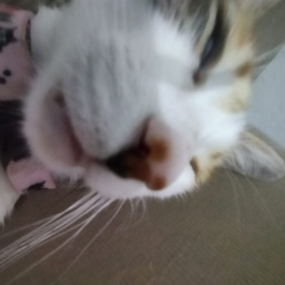 kauuuuuaaa